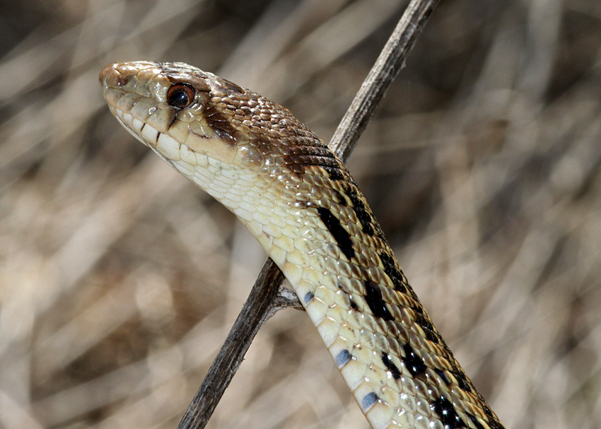 Gopher Snake