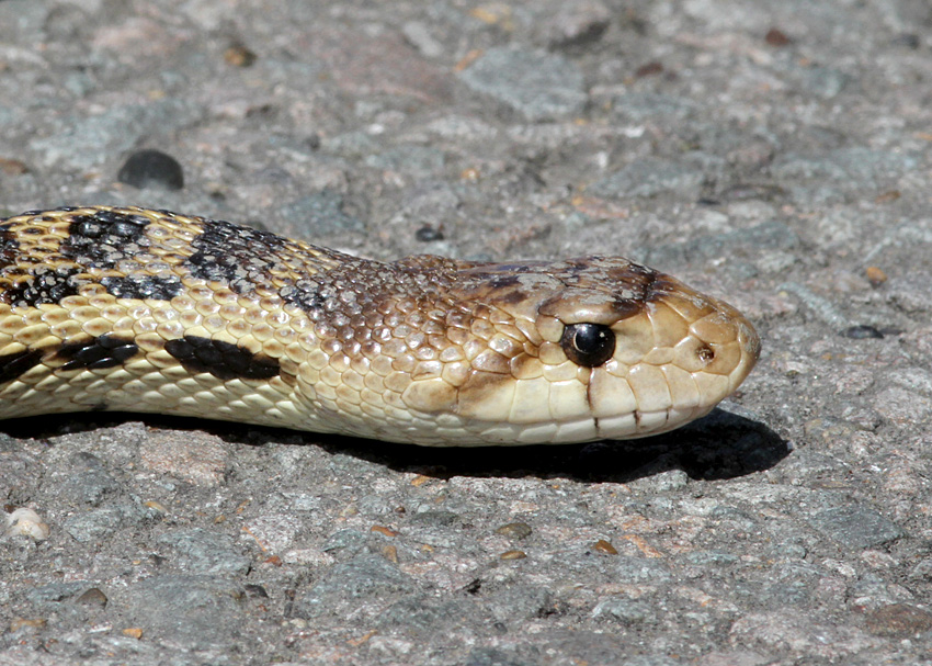 Gopher Snake