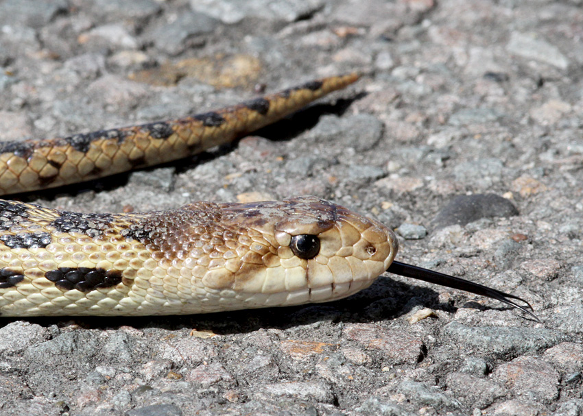 Gopher Snake