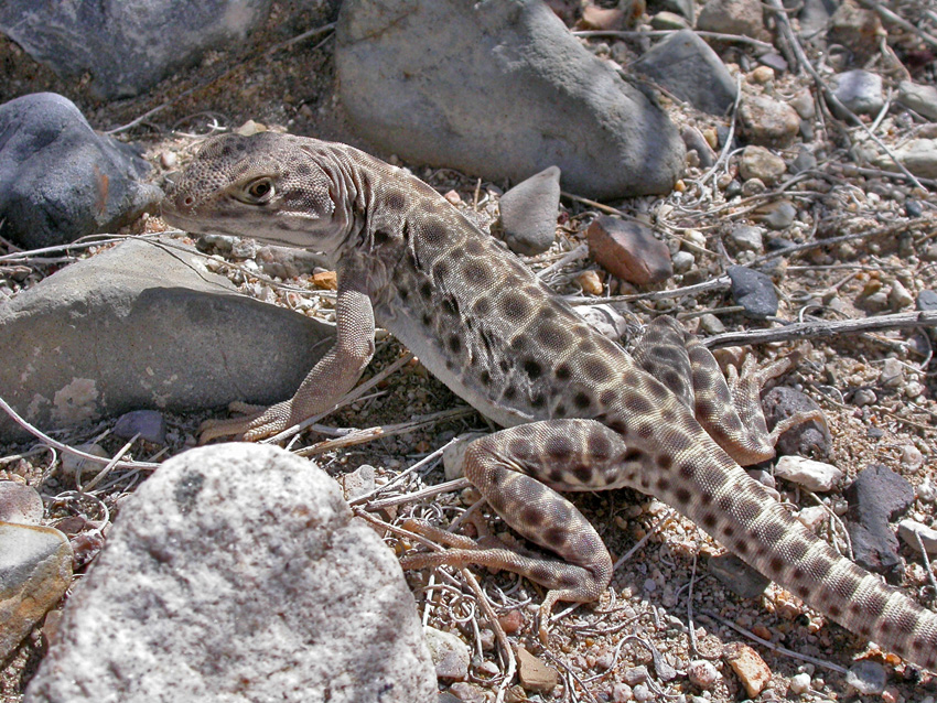 Long-nosed Leopard Lizard