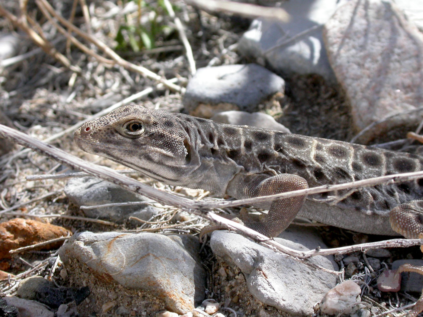 Long-nosed Leopard Lizard