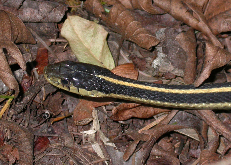 Mountain Garter Snake