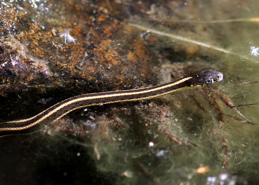 Mountain Garter Snake