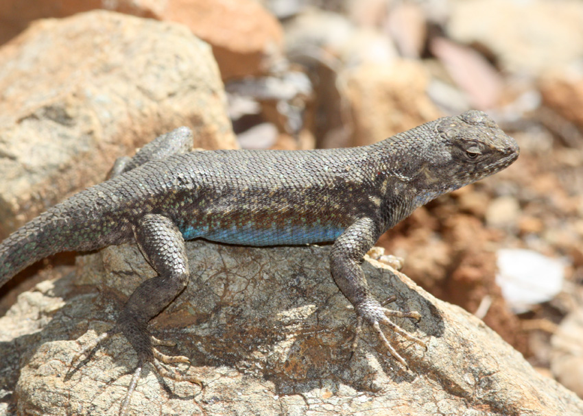 Sagebrush Lizard