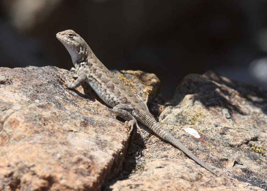 Sagebrush Lizard