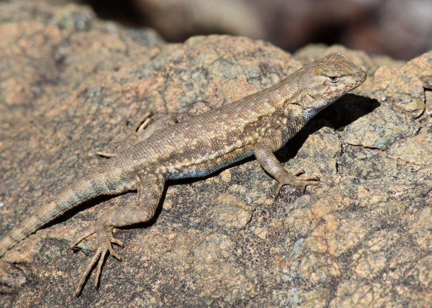 Sagebrush Lizard