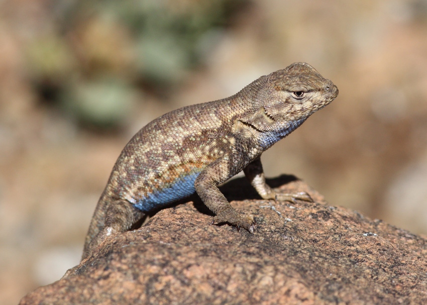 Sagebrush Lizard