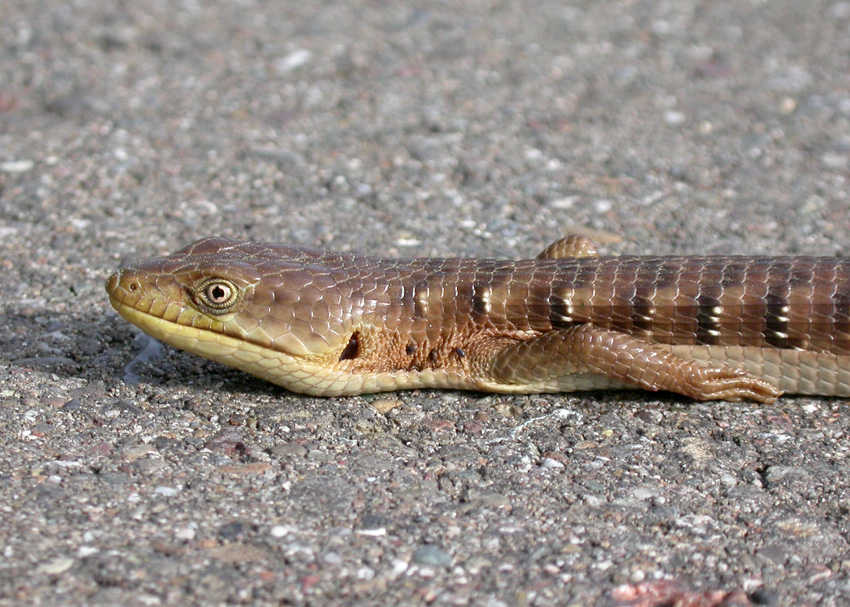 Southern Alligator Lizard