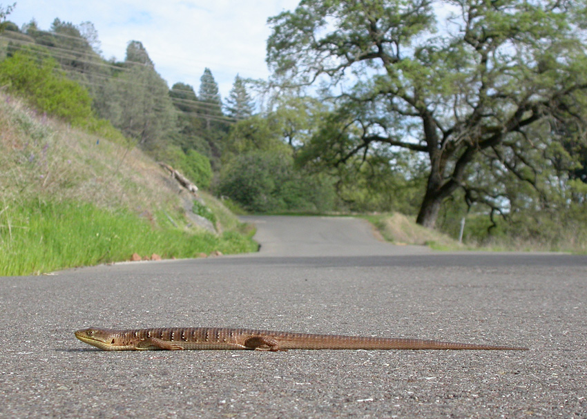 Southern Alligator Lizard