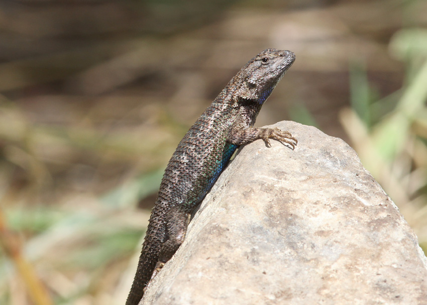 Western Fence Lizard