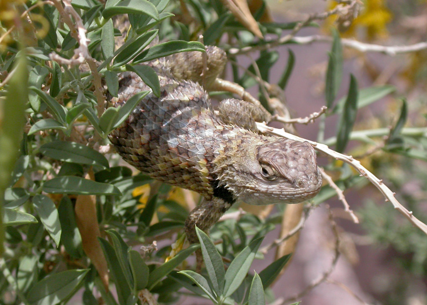 Yellow-backed Spiny Lizard