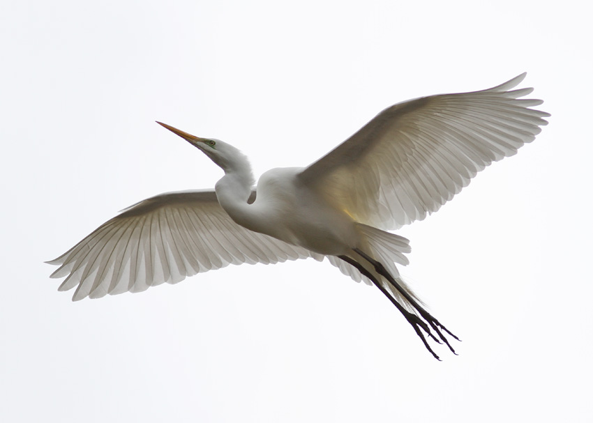 Great Egret