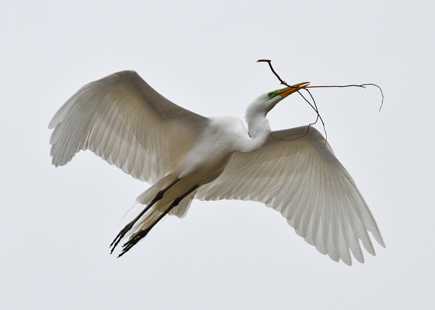 Great Egret