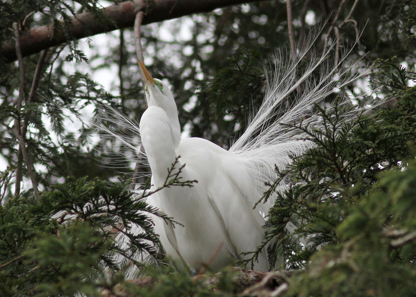 Great Egret