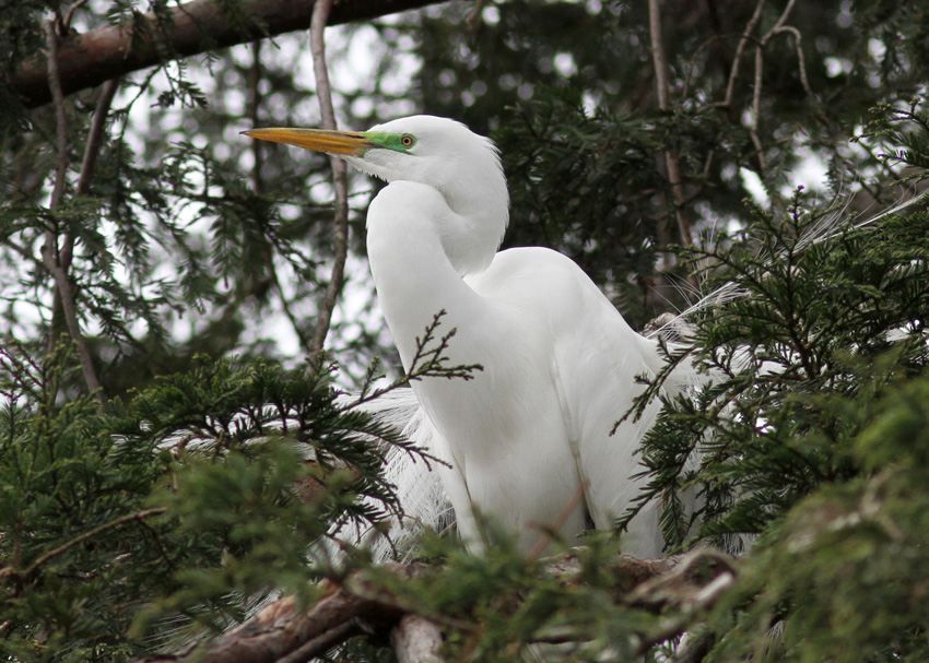 Great Egret