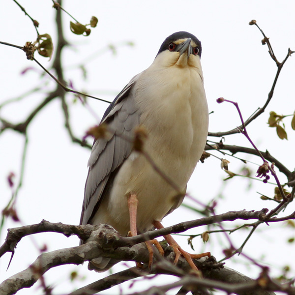 Black-crowned Night-Heron