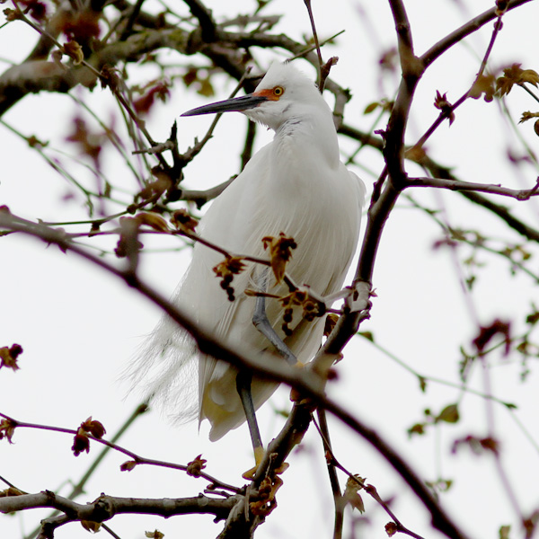 Snowy Egret