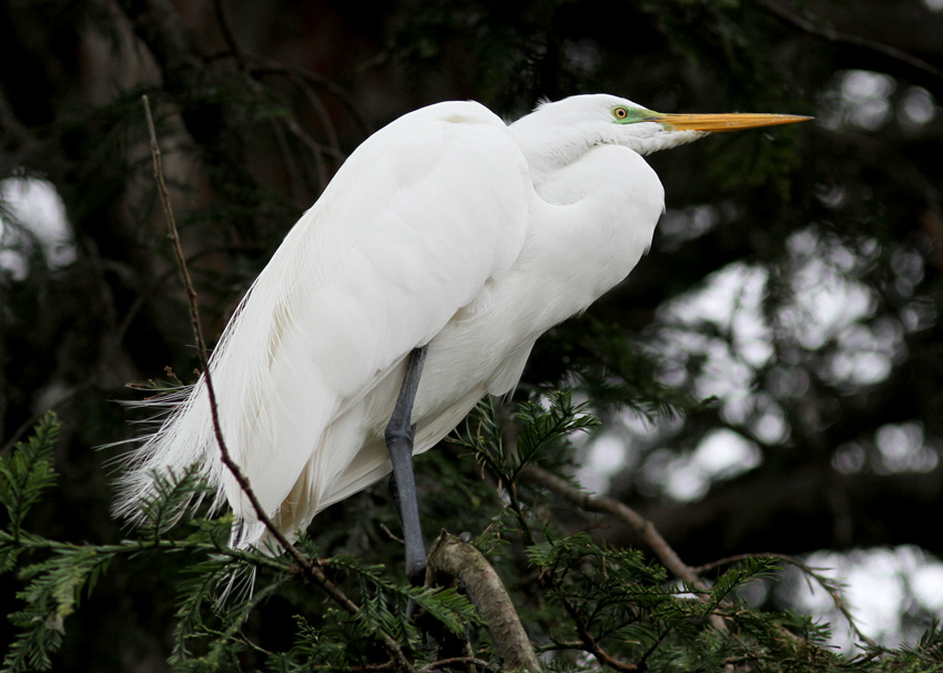 Great Egret