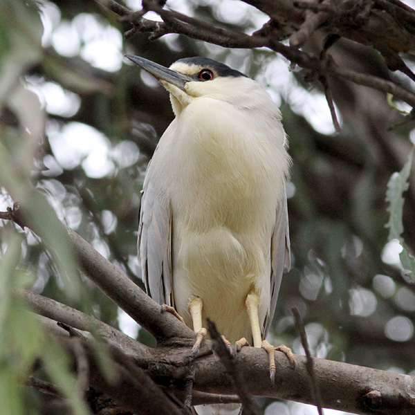 Black-crowned Night-Heron