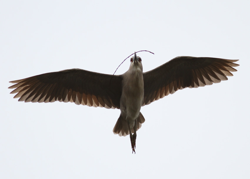 Black-crowned Night-Heron