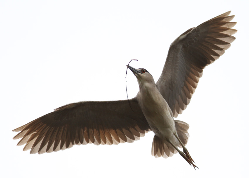 Black-crowned Night-Heron