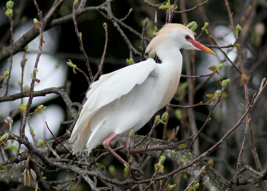 Cattle Egret