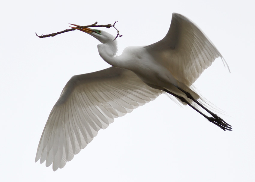 Great Egret