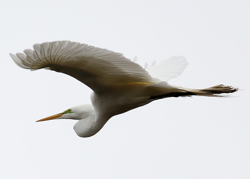 Great Egret