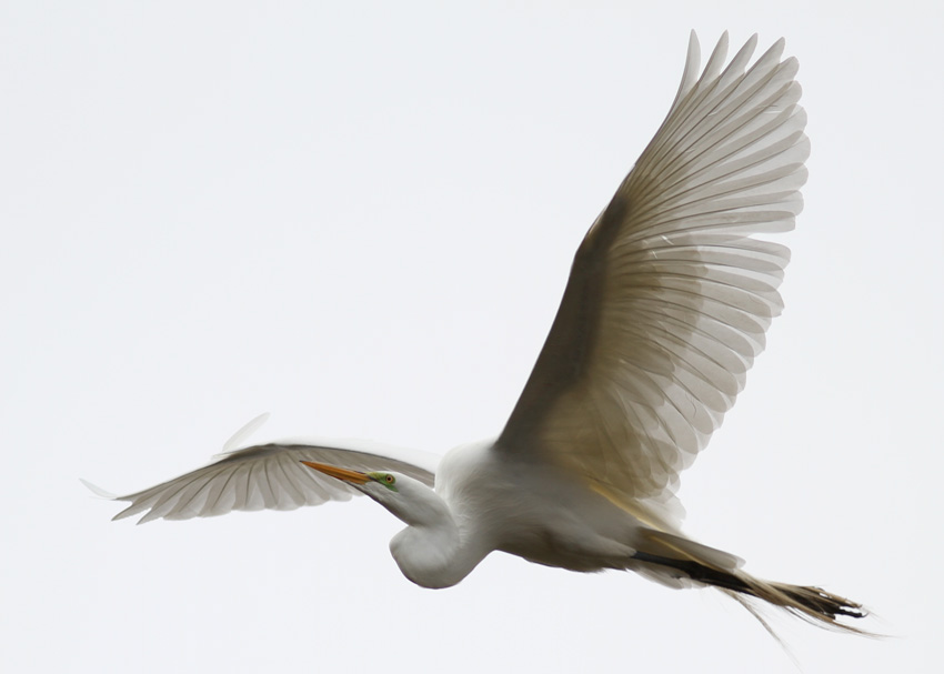 Great Egret