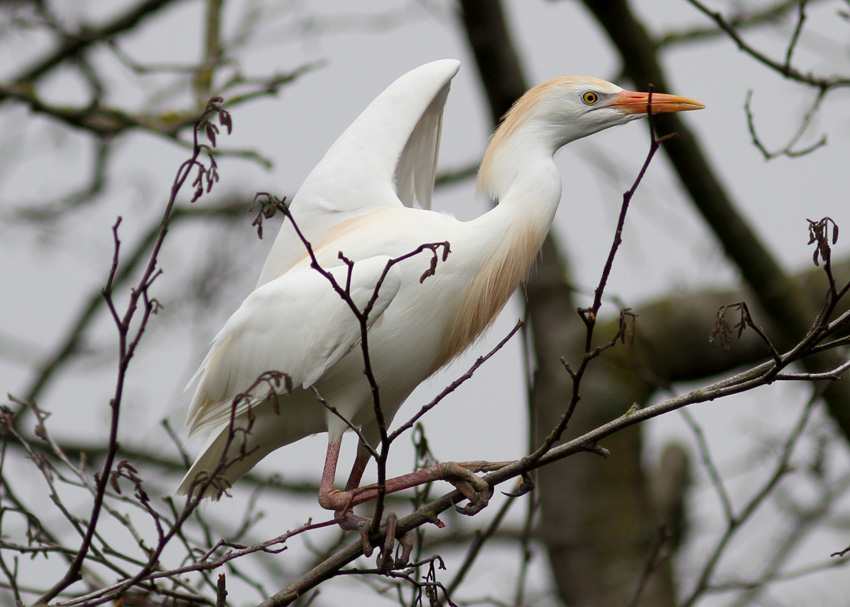 Cattle Egret