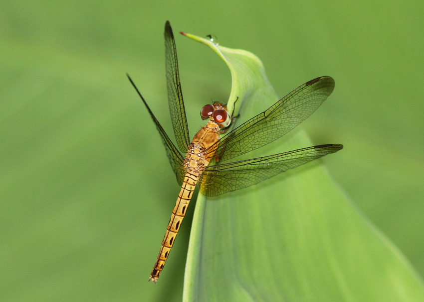 Neurothemis fluctuans