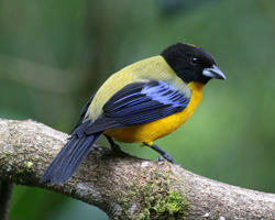 Black-chinned Mountain-Tanager