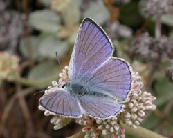 California+dragonflies+pictures