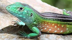 Colombian whiptail lizard