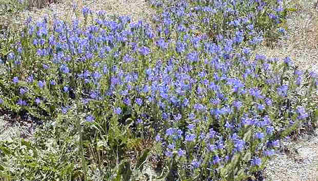 Bugloss closeup in field