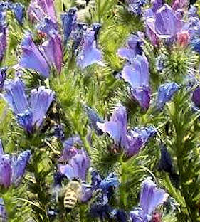 Bugloss in Sonoma