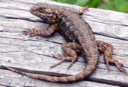 Sceloporus occidentalis, Santa Cruz, California.