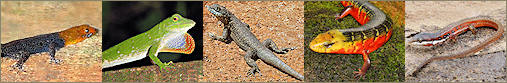 Representative Colombian lizards representative lizards