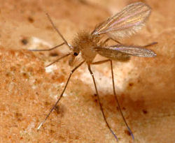 A Lutzomyia sp. sandfly