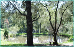 Ponds