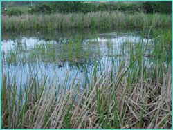 Wetlands