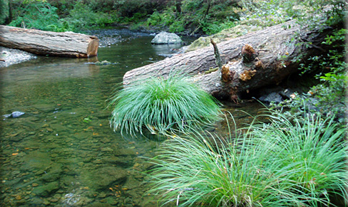 Lagunitas Creek