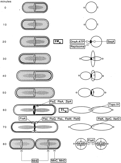 cell cycle