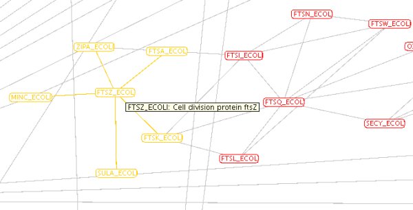 cluster around the E.coli FtsZ