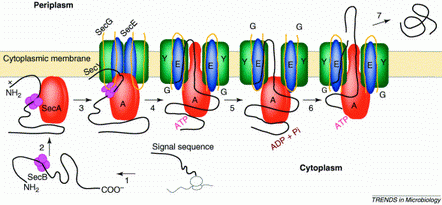 sec-pathway