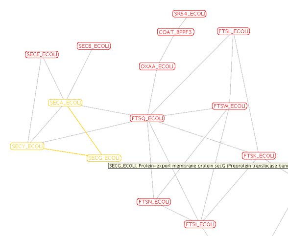 interaction cluster around secG in E.coli