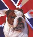 bulldog