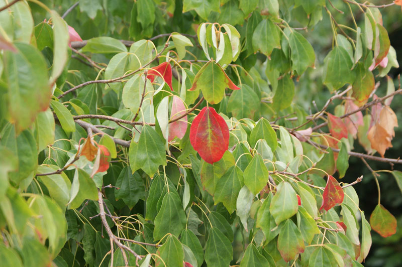 early autumn