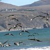 2020-10a.1Pelicans