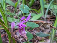 DSCN9681a